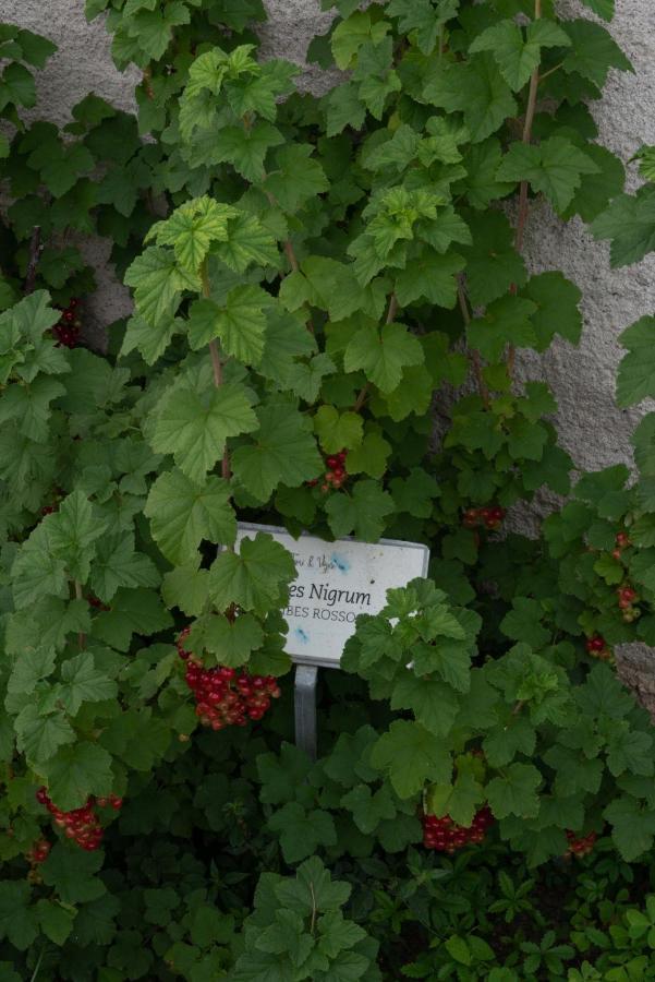 Fiori&Vigne Di Cecilia Marcon Villa Farra di Soligo Exterior foto